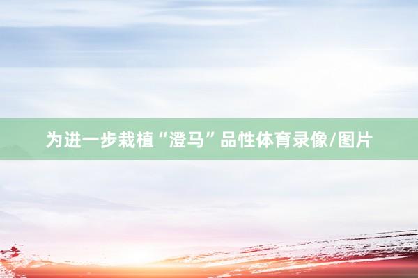 为进一步栽植“澄马”品性体育录像/图片